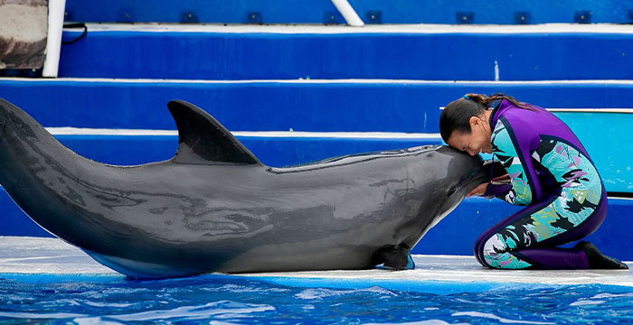 Watch the Dolphin Show at SeaWorld San Diego