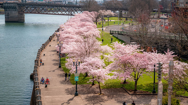 See the Cherry Blossom Bloom at Tom McCall Waterfront Park