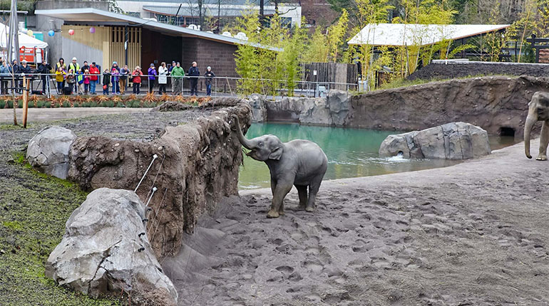 See the elephants at Oregon Zoo
